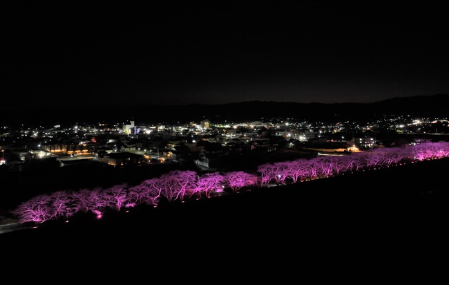 初開催！「冬桜回廊 ～光で紡ぐ幻想のリバーライン～」