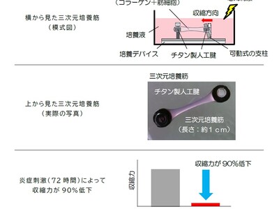 �_�ˊw�@��w�~���H�Ƒ�w�@���ǂ��ؗ͂���߂�d�g�݂̈�[�𖾂炩��