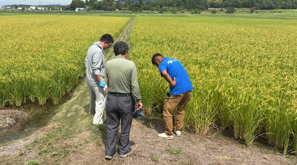田植え不要のドローン直播 収穫前見学会が滋賀で開催　次年度への導入が本格化へ　次世代農業支援サービスのユキイプラスが主催
