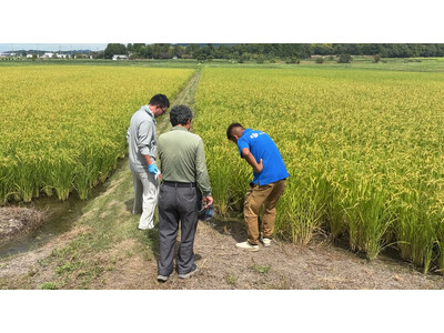 田植え不要のドローン直播 収穫前見学会が滋賀で開催　次年度への導入が本格化へ　次世代農業支援サービスのユキイプラスが主催