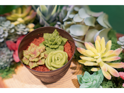 神戸・北野異人館街に“食べられる多肉植物ケーキ”誕生。