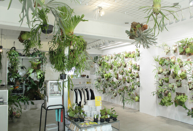 植物愛好家の聖地「vandaka plants GALLERY TOKYO」恵比寿に路面店として新たにオープン