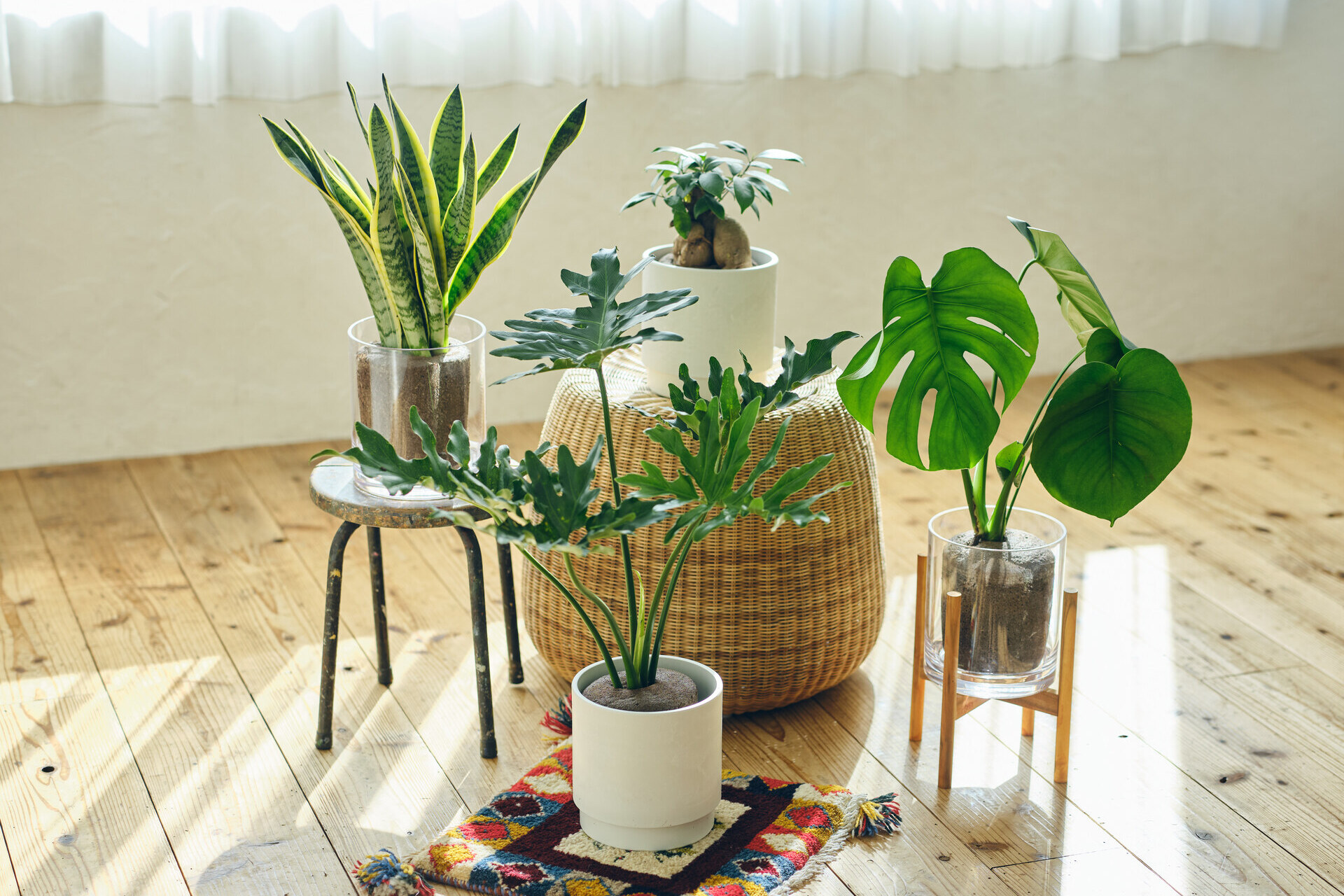 【土を使わないグリーンブランド「&Green」】新商品「Simple Green L」を2026年5月26日（火）にリリース