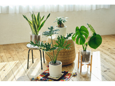 【土を使わないグリーンブランド「&Green」】新商品「Simple Green L」を2026年5月26日（火）にリリース
