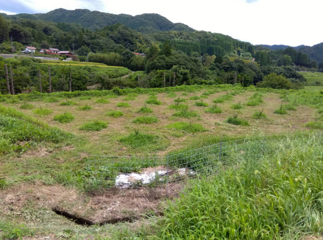 県外・異業種から地域山椒農業のチャレンジへ　　　　　　　　　　株式会社SusanohBeyondFarmが島根県出雲市の認定農業者として認定