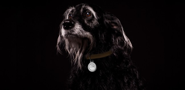 yBelkinztNeBufUCňÈłłAirTagÂ炭uBelkin Apple AirTagpL[OttNeBuZLAz_[v̔JnI