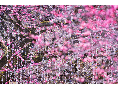 北野天満宮の梅、いよいよ見頃。一足先に春の気配 　歴史の庭がアートへと変容するインスタレーション梅苑「花の庭」《 光と花の庭 》