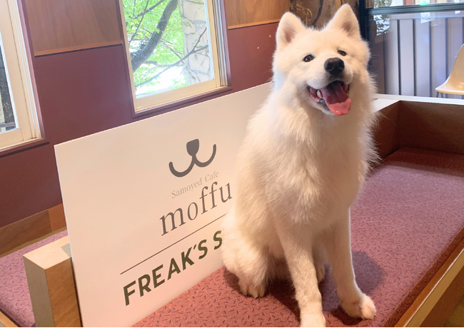 【購買数160%増（前年比）】「セレクトショップ×サモエドカフェMoffu」のコラボが証明！体験型イベントで販売・来店数を伸長させた秘訣