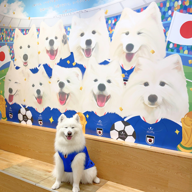 SNS累計数億再生の"サモエドカフェ"が、世界が熱狂するサッカーシーズンに仕掛ける「癒し×応援」体験--6/11より期間限定スタート