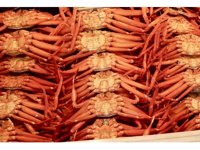 【今季食べ納め！】富山・能登の「旬」が結集。希少な紅ズワイガニ食べ放題＆能登牡蠣のガンガン焼きを楽しめる...