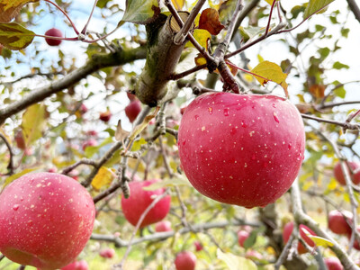 【盛岡市補助事業活用事例】ベアレン醸造所×盛岡りんごによる新商品「盛岡りんごドライシードル」の開発