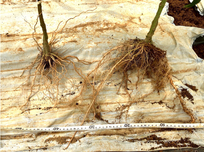 根張り効果が最大150%向上。農産物の糖度やミネラルを向上させる画期的な有機エネルギー土壌改良活性剤「Organic Energy(R)」を開発。千葉市トライアル発注認定商品に認定