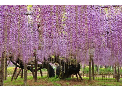 【加須市】樹齢450年の歴史が織りなす紫の絶景。「騎西藤まつり」を4月18日より開催！～大藤の香り漂う玉敷公園で、伝統芸能から音楽イベントまで多彩な催しが満載～