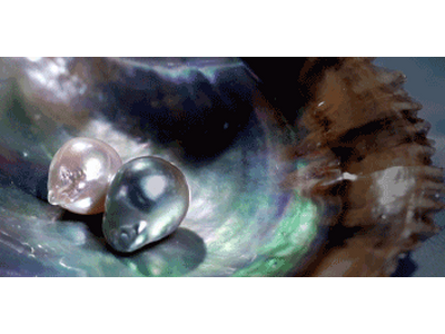 ～世界に一つの真珠を生み出す “真珠葬”～約1年間のプログラムで大切なペットを供養します◇2026年＜真珠葬＞の参加受付を開始◇