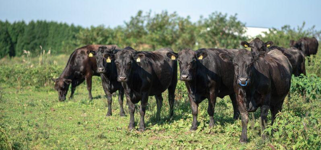 希少和牛「無角和種」を未来につなぐ山口県阿武町 名産地化を推進