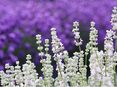 日本でここだけ秋田県美郷町産　白いラベンダー”美郷雪華”が肌の透明感を目覚めさせる無添加化粧品「美郷雪華スキンケアセット」3月11日(水)新発売