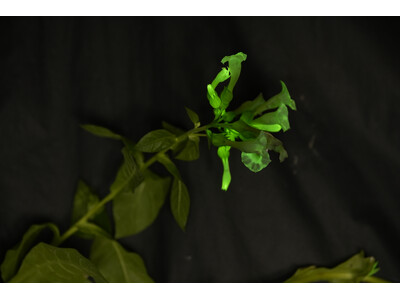 大阪大学発スタートアップが手がける自発光植物のアート展示『未来の光・ルミネセンスプランツ展 produc...