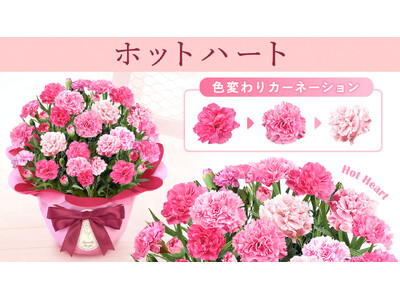 JAFCA発表の2026年の色「ハートフェルト・ピンク」を体現するカーネーションが登場。選べるスイーツとセットで贈る母の日ギフト、予約販売を開始