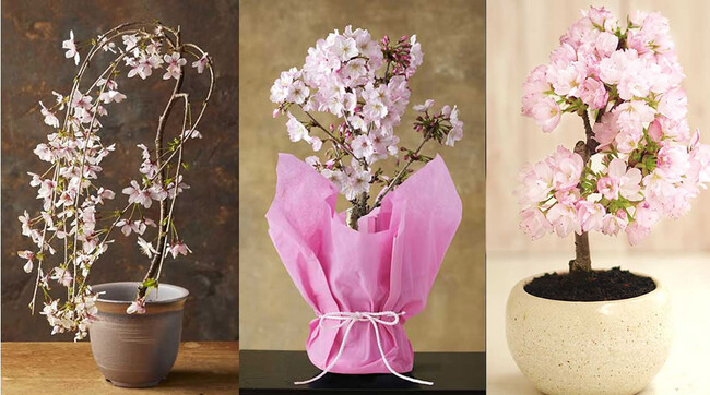 「自宅でお花見!?」おうちで楽しむ新常識！桜ミニ盆栽ご予約開始
