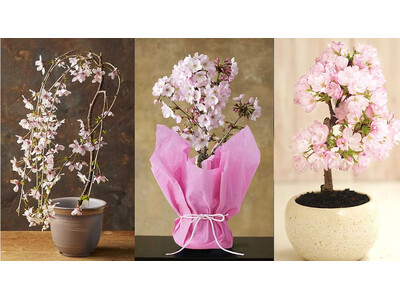 「自宅でお花見!?」おうちで楽しむ新常識！桜ミニ盆栽ご予約開始