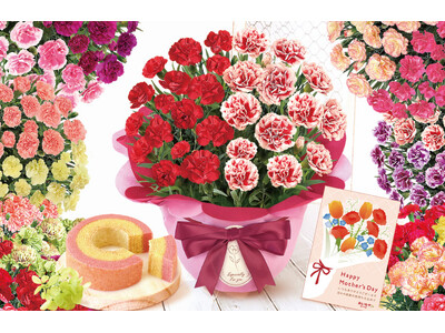 【母の日ギフト2026】1鉢で2色を楽しめる「2色カーネーション」に新色追加【おいもや】