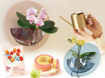 母の日に“壁にも飾れる胡蝶蘭”を提案、2WAYで楽しめるミディ胡蝶蘭「HALO」を展開【おいもや】