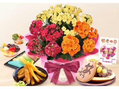 9月の残暑で変わる「敬老の日の花選び」、人気のカランコエを3色の八重咲きにリニューアル【おいもや】