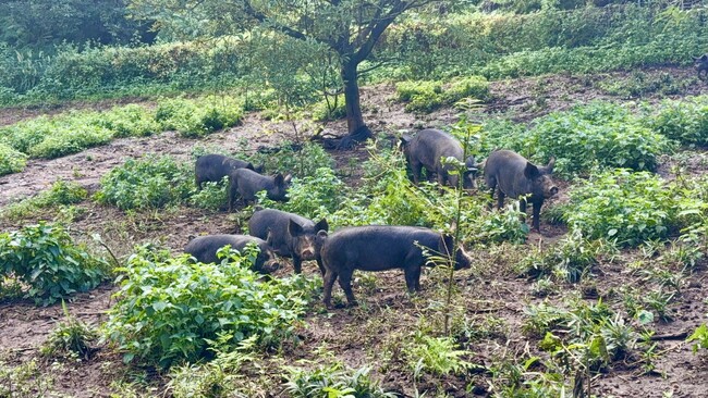 【緊急:スペイン産豚肉の輸入停止に伴う代替供給】イベリコ豚に代わる国産…