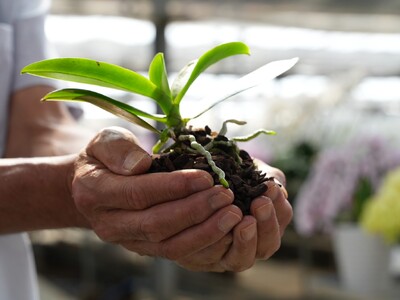 【胡蝶蘭専門店らんや】毎年人気の「植え替え講習会」と「グロワーズコンテスト」を2026年5月16日（土）・17日（日）の2日間で開催!!