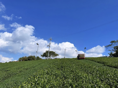 抹茶＋チャイ『Matchai（まっちゃい）』新発売