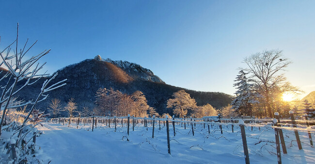 札幌市内唯一（※1）の試飲付きワイナリーガイドツアーを送迎付きで本格始動