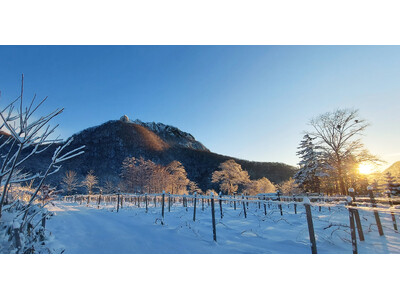 札幌市内唯一（※1）の試飲付きワイナリーガイドツアーを送迎付きで本格始動