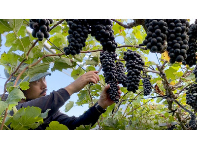 ＜都農ワイナリー×宮崎シーガイア＞世界に誇る都農ワインぶどう収穫体験＆マリアージュディナー「シーガイア・ワインツーリズム2023」開催