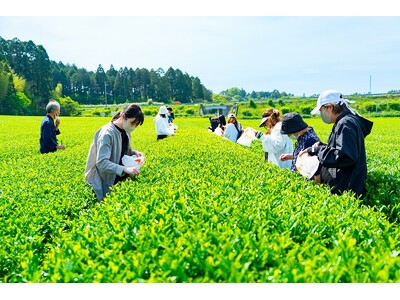 茶摘み体験＆新茶を味わう【新緑園×有機米・宮本】みやざき新茶摘み体験