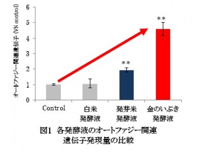 ファンケル独自原料 金の発芽米発酵液 の効果を検証 企業リリース 日刊工業新聞 電子版