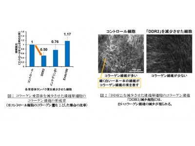 コラーゲン線維形成を最も促進するコラーゲン受容体「ＤＤＲ2」を発見