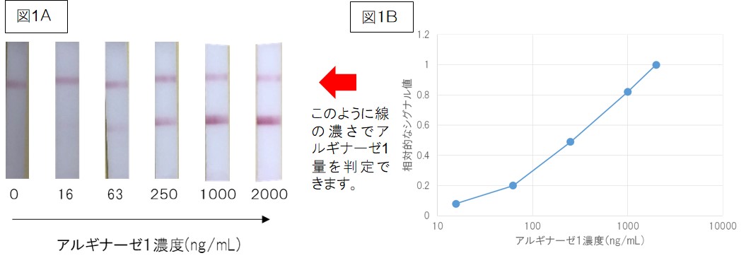 美肌タンパクを迅速に測定できる方法の開発に成功