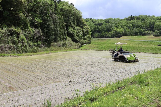 日本の食文化を継承するため、新規事業へ挑戦!「特別栽培米」田植えの実施/尾賀亀 農業プロジェクト