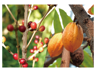 大阪市の植物園”咲くやこの花館”『カカオとコーヒー展』/カカオやコーヒーがどんな風に実っているのか？みん...