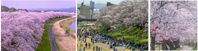 圧巻2.2kmの桜トンネル。北陸新幹線で出会う日本一の春。「第41回ふくい桜まつり」開催
