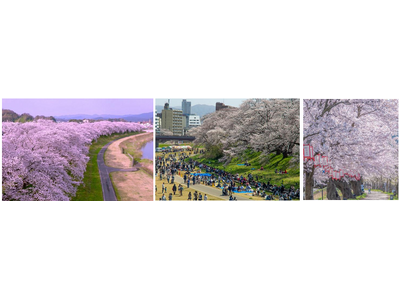 圧巻2.2kmの桜トンネル。北陸新幹線で出会う日本一の春。「第41回ふくい桜まつり」開催