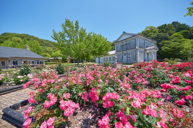 開園25周年の淡路島「イングランドの丘」で110種約680本のバラが見頃！多摩動物公園から来園のコアラ「こまち」の一般公開も開始