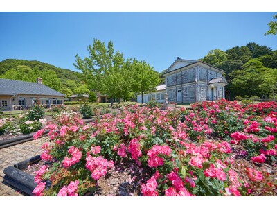 開園25周年の淡路島「イングランドの丘」で110種約680本のバラが見頃！多摩動物公園から来園のコアラ「...