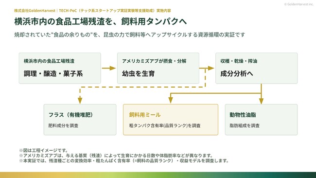 GoldenHarvest、横浜市「TECH-PoC」に採択　市内食品工場の残渣をアメリカミズアブで飼料用タンパクへ変換する実証を開始