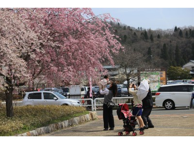 【福井県越前町】越前陶芸村で桜もアートも満開に「第8回越前陶芸村しだれ桜まつり」4月14日(土)・15日(日)開催