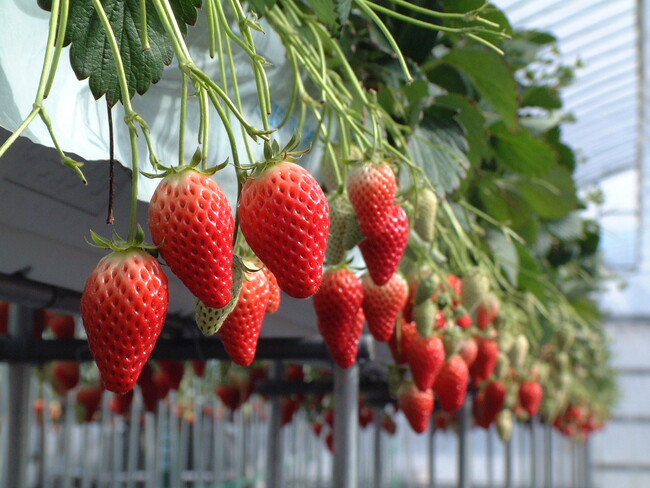 ららぽーと甲子園で「いちご物産展フェア」を3月7日・8日に開催！3種のいちご食べ比べや、豪華景品が当たるステージイベントも。【上高地あずさ珈琲 × 南信州たかぎ村】