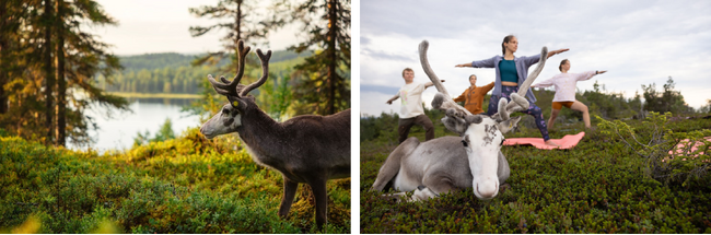 Visit Finland、世界初のトナカイ インフルエンサーとのパートナーシップを発表し、夏のフィンランドにご招待するキャンペーンを3月6日より開始！