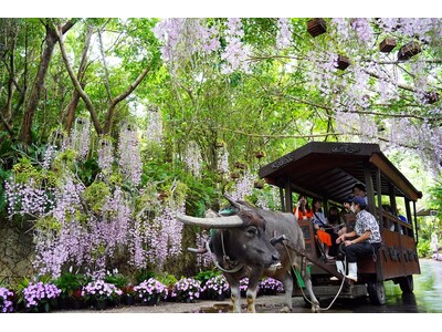 ビオスの丘 らんの花祭り うりずん2026「らんの舞」