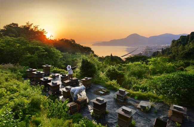 国産はちみつの国内消費量は、わずか6％　食の未来を守る学びと体験の拠点「ミツバチ共生ラボ」誕生へ