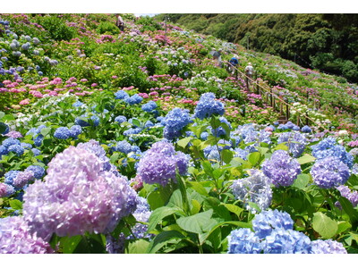 日本の梅雨を愉しむ！形原温泉「あじさいの里」とのコラボ★「レイニー・シーズン・ウィークス (Rainy Season Weeks) 」 6/1～6/30 開催【天下の絶景 ホテル東海園】